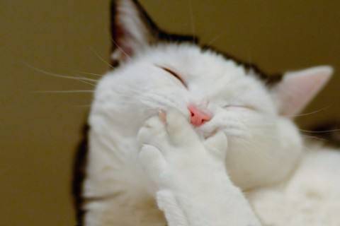 养猫经验猫能吃人的微量元素么
