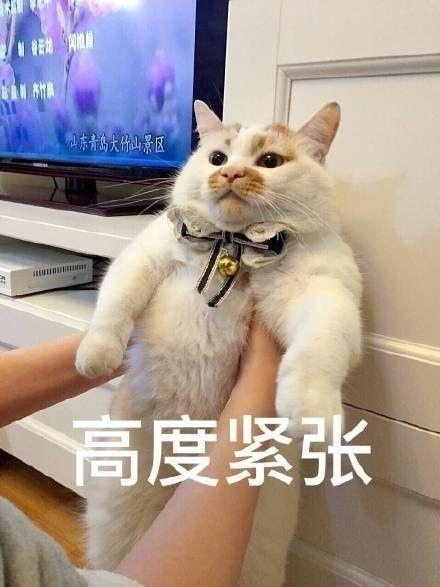 微信猫猫表情包山河令