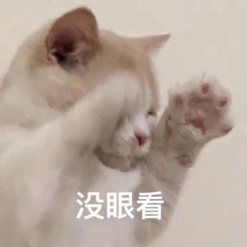 猫咪铲屎的臭鞋,真让本喵爱不释手