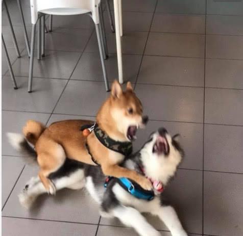 二哈路遇柴犬,主动挑衅,却被打倒在地吵架没输过,打架没赢过主人