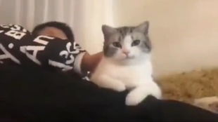 猫子行为大赏48