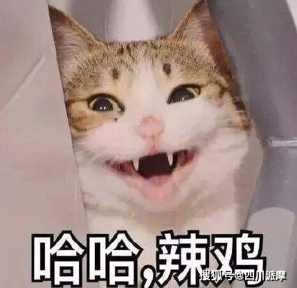 微信猫猫表情包头像
