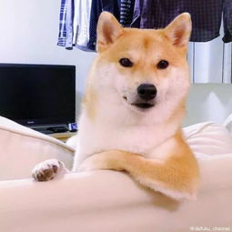 柴犬wink表情包头像