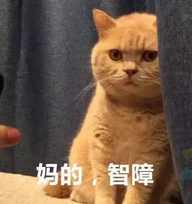 网友家的猫咪做错了事,被网友挂牌po到了网上,太搞笑了