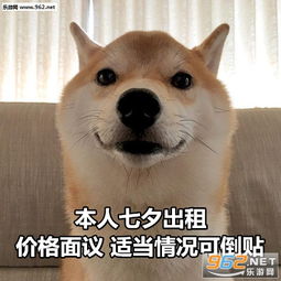 柴犬wink表情包快乐