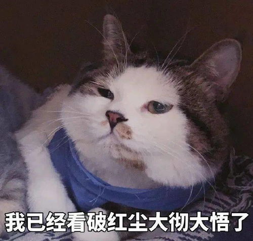 可爱的猫咪表情大全,请收藏备用