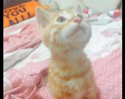 网友捡了只小橘猫,没想到它把金毛当成了妈妈,狗我很绝望啊