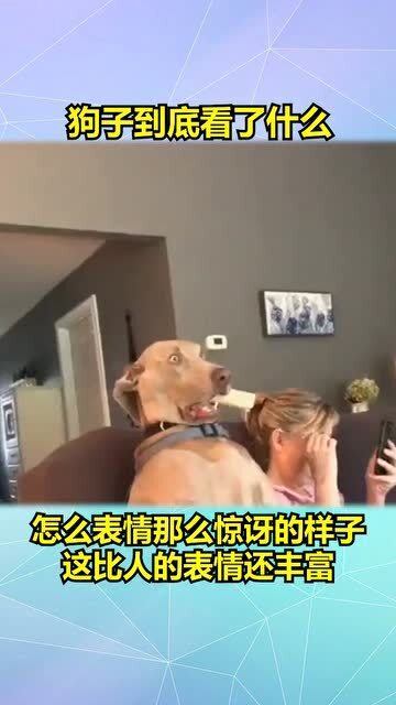 狗子到底看到了什么,一脸惊讶的表情,这比人还会演戏了