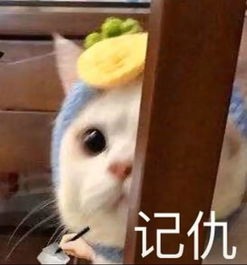 可爱小动物表情包,泡妞专用