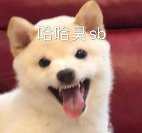 可爱动物表情包