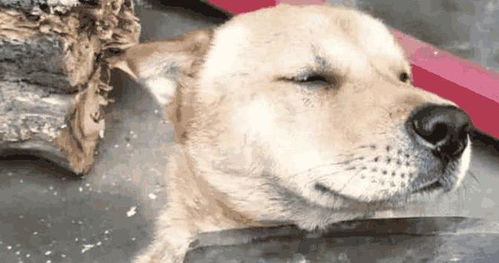 主人教训犯错的汪星人,拿的东西绝了,狗的表情亮了