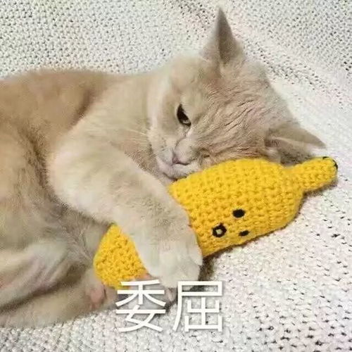 微信猫猫表情包真实的你