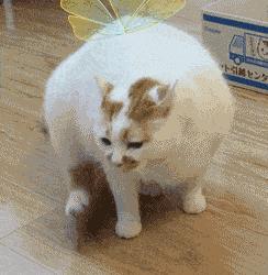 猫猫表情包超沙雕的猫咪表情包