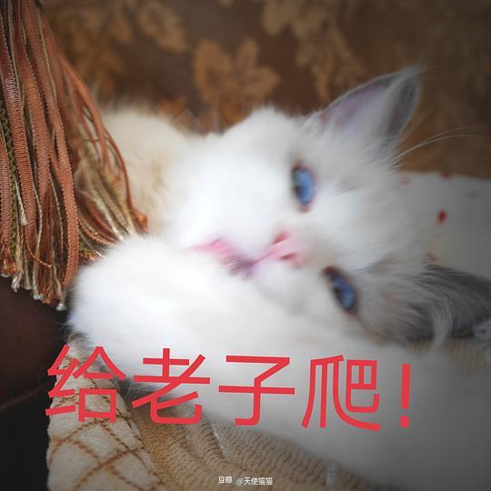 小奇猫表情包表情包