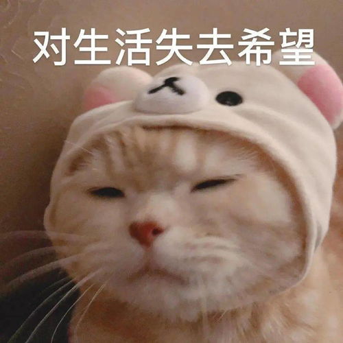 橘猫沙梨表情包