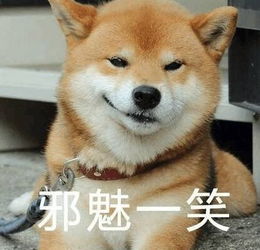 柴犬wink表情包眼神