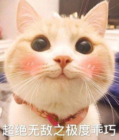 你连表情包里猫的名字都不知道,还敢说爱猫手机新浪网