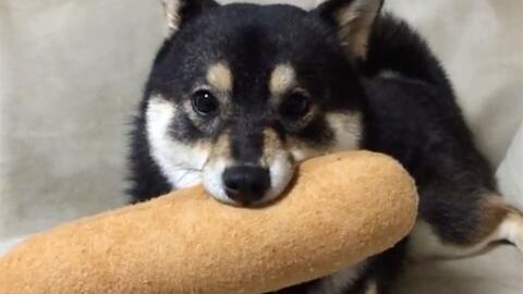 柴犬wink表情包嘴巴
