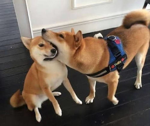 黑柴为什么比白柴贵这么多柴犬你到底多少钱