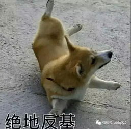这是一组基情十足的狗狗表情包