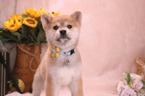 柴犬是谜一样的生物吗是