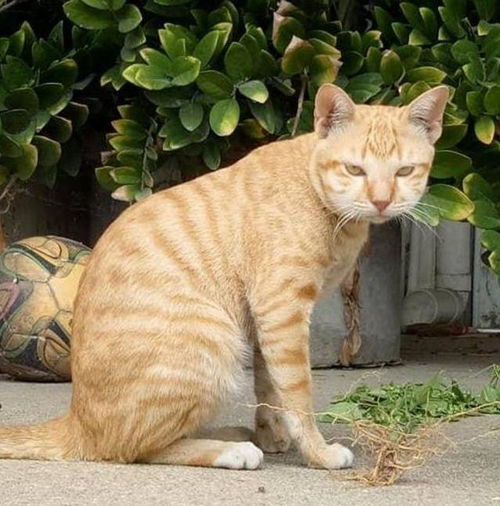 猫咪脸肿似毁容,主人慌忙送去医院,得知真实原因让人爆笑