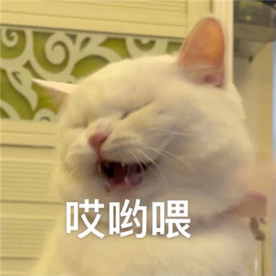 极其敷衍的聊天表情包合集