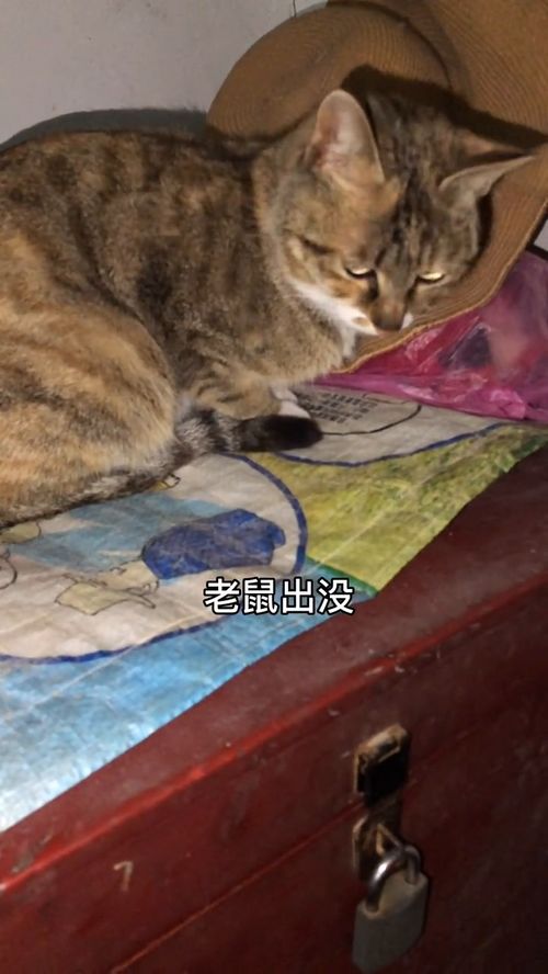 认真守着姥姥的大咪灵性猫咪的日常狸花猫百万视友赐神评