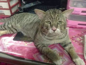 猫咪日常表情包猫粮