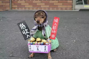 狗狗卖萌看店不买东西不让摸,傲娇状