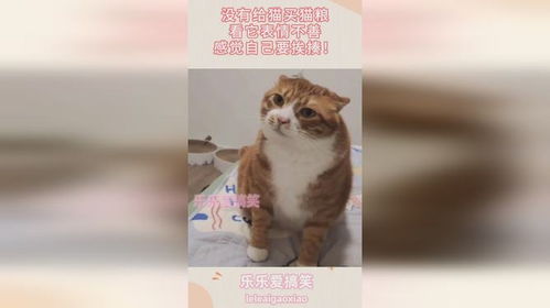 没有给猫买猫粮,看它表情不善,感觉自己要挨揍