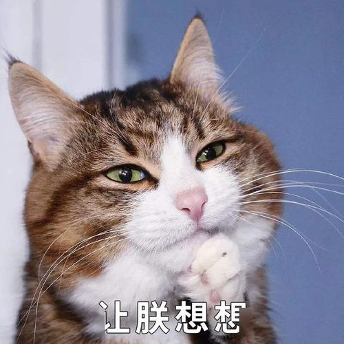 据说只要给了猫咪这五样东西,猫咪就会对你死心塌地