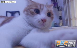 猫咪自拍照可爱图片猫咪自拍表情包下载乐游网游戏下载