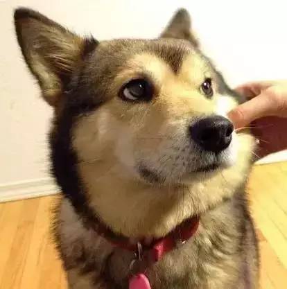 柴犬哈士奇自拍表情包落泪