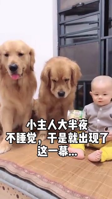 当狗子遇上半夜不睡觉的小主人,接下来的表情,真的是太逗人