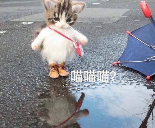 猫你只管把朕带回家,剩下的交给朕来解决