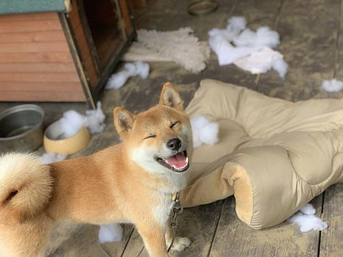 你真的要养柴犬吗养柴犬的喜怒哀愁