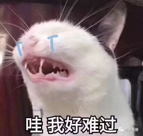 直接破产90后大呼春节被掏空,工作一年攒5000元过年花了7000多
