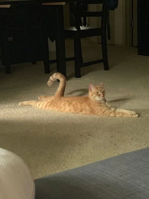 震惊两脚兽我们永远不能想象猫咪到底有多长长长长长长长长长