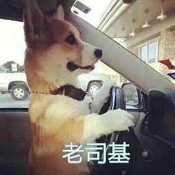 老司机,带带我表情包老司机,带带我微信表情包老司机,带带我qq表情包发表情fabiaoqing.com