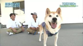 日本16岁超萌表情包柴犬北登逝世哀悼,祝愿走好