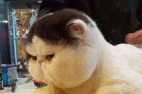 猫咪钻进洗衣机睡觉,竟被狂洗10分钟,救出时猫表情亮了