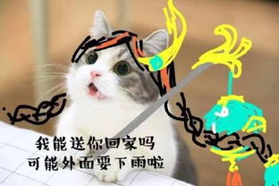 王者荣耀猫咪表情包请尽情吩咐妲己主人