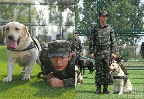 营救汪星人推表情包11罗汉犬风格各异