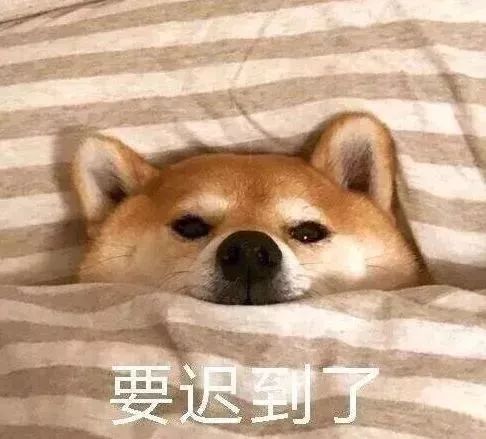小破孩害羞表情包狗狗