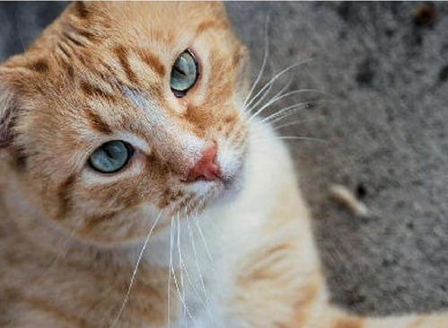 除了胖之外,关于橘猫的5件事