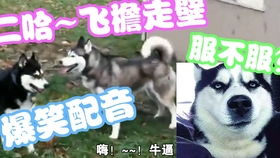 爆笑虫子言哥爆笑方言配音第1弹吹泡泡