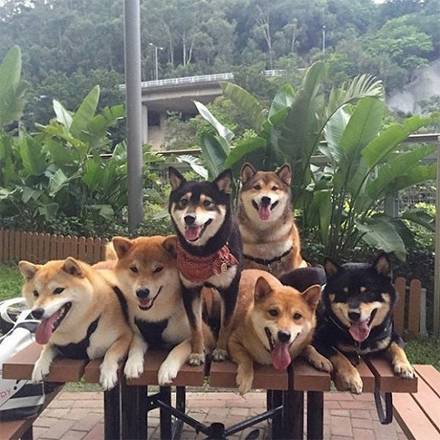 养柴犬的人,心理素质一定很强大吧.......