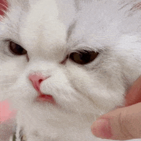 超级可爱的网红猫咪动态表情包