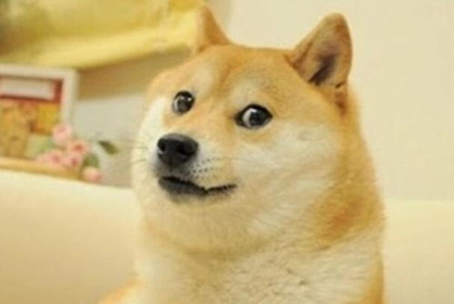柴犬wink表情包doge